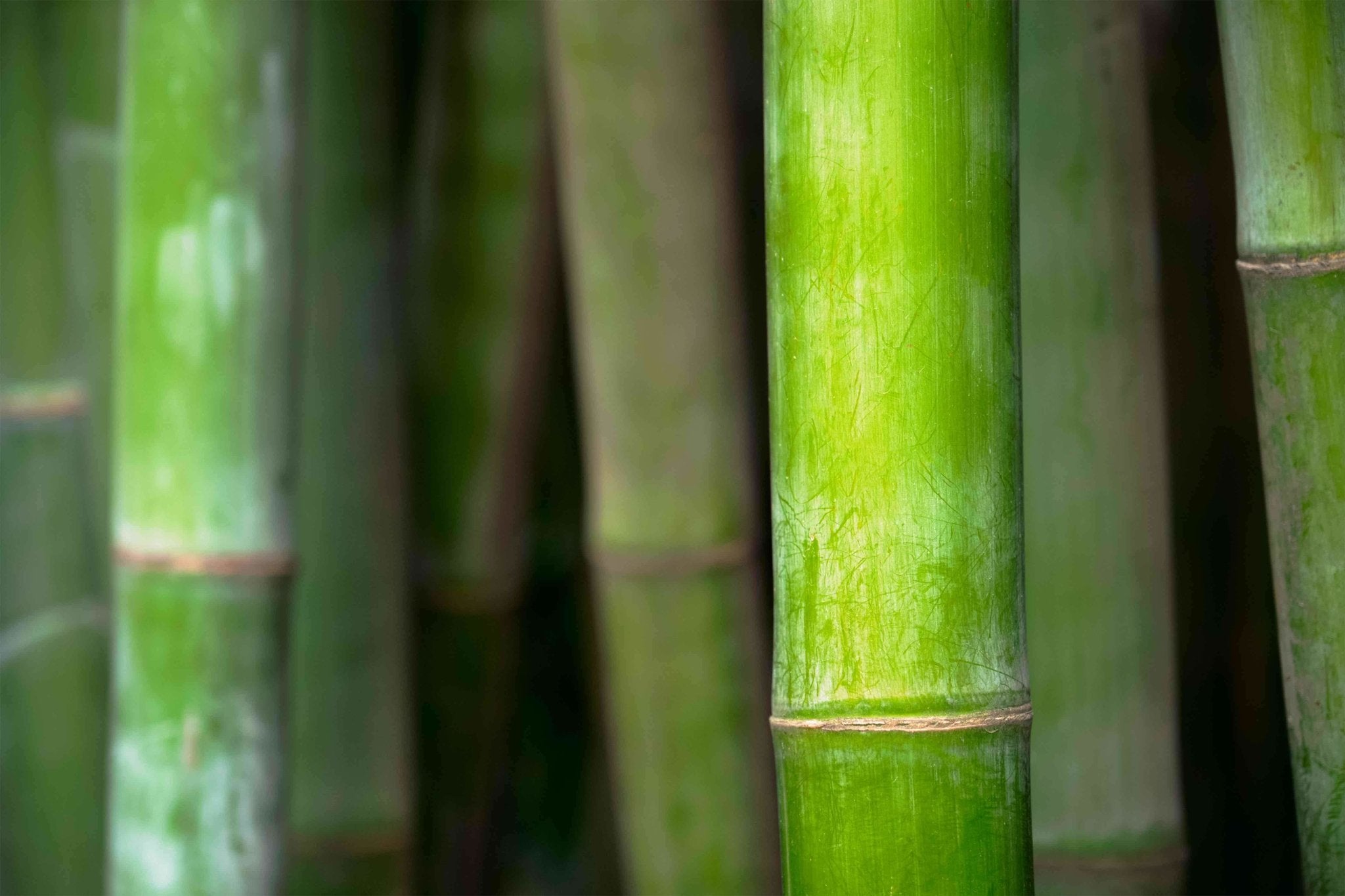 Using Bamboo for Healthy Hair, Skin and Nails. – Active Skin