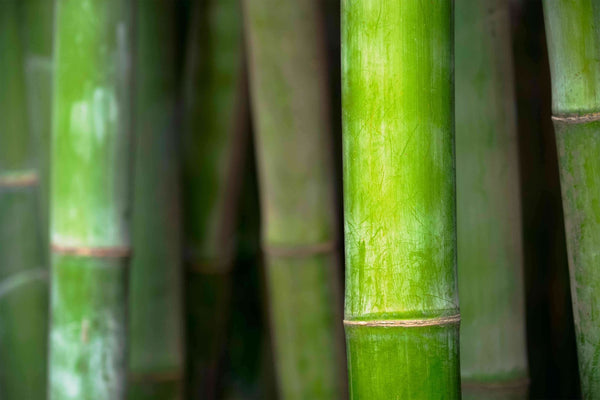 Using Bamboo for Healthy Hair, Skin and Nails. - Active Skin